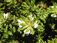Westringia Fruticosa (en Corse) (03) (Photo F. Mrugala)